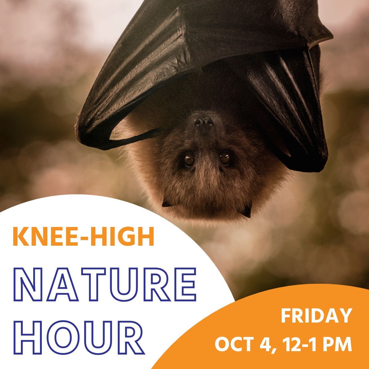 FREE Knee-High Nature Hour: "Creatures of the Night"