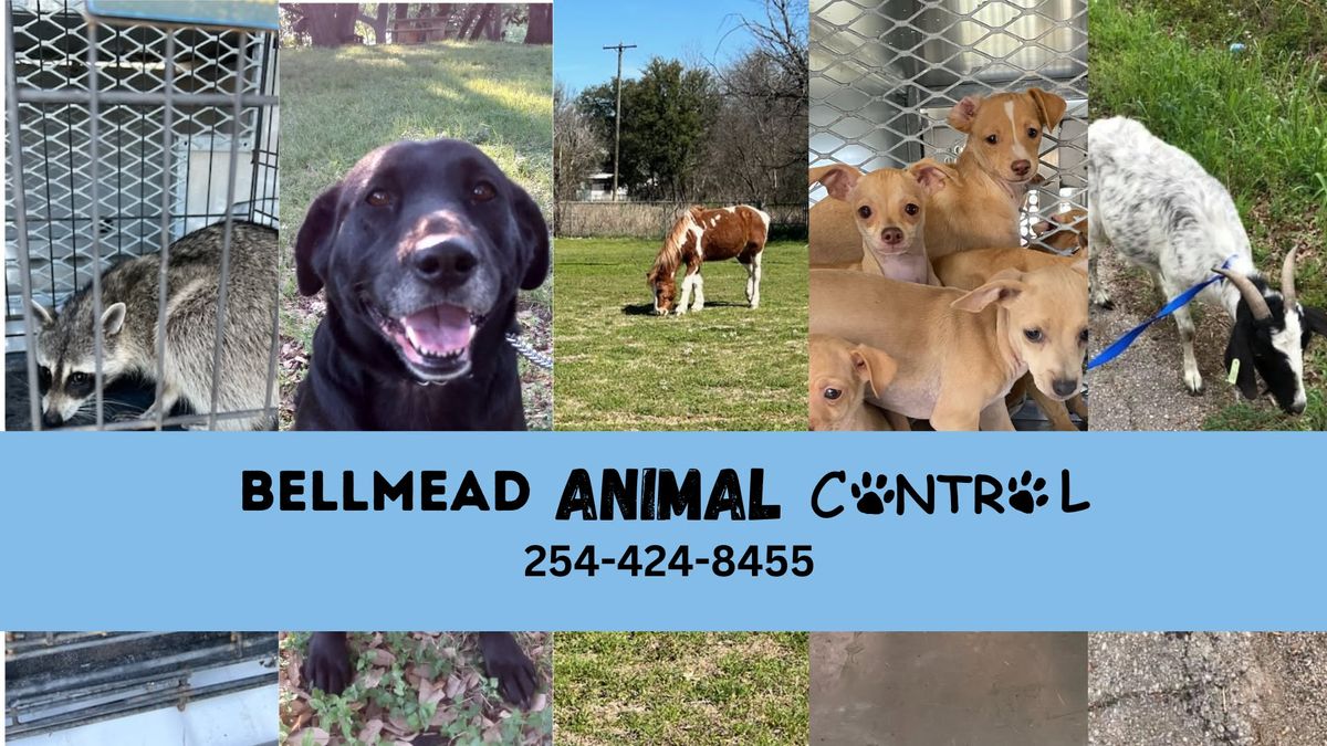 5th Annual Bellmead Family Dog Day