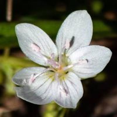 John Clayton Chapter of the Virginia Native Plant Society