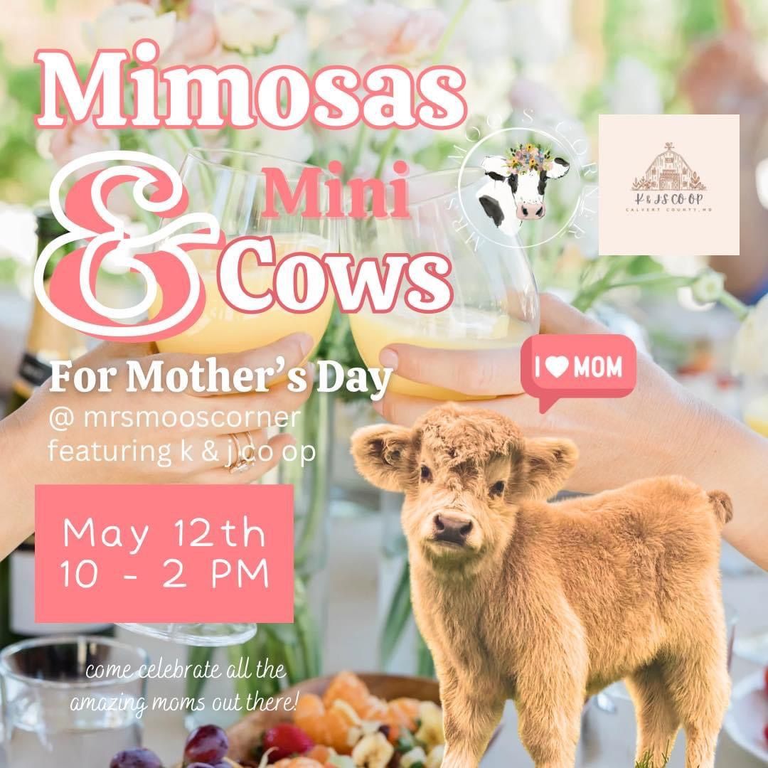 Mimosas & Mini Cows