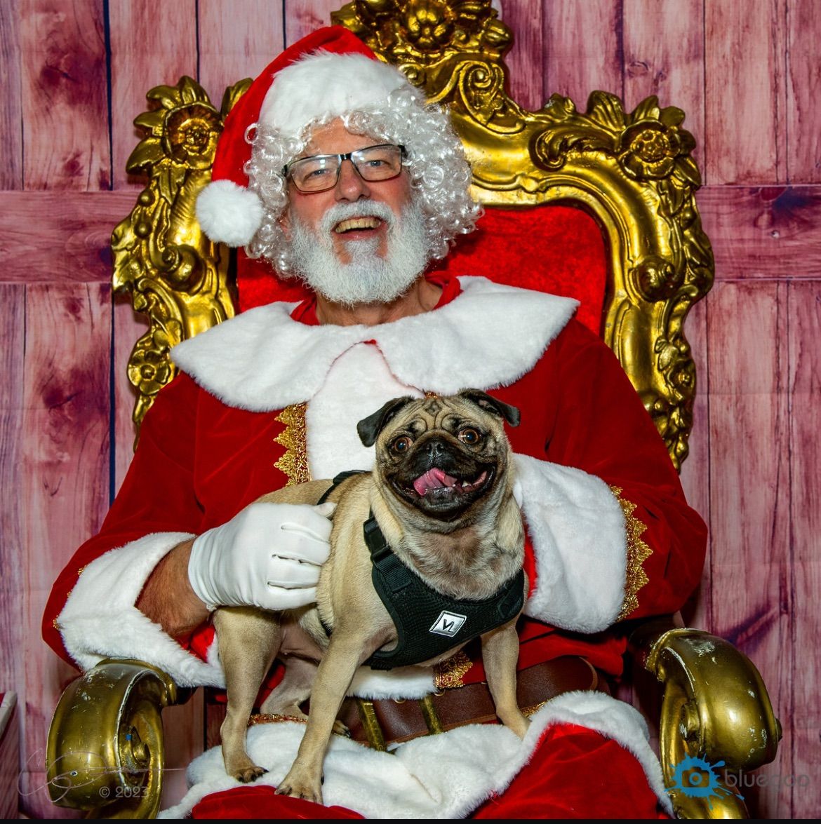 Santa Paws