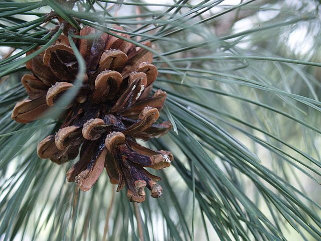 Pines of Maryland: Evolution, Habitat, Threats and ID 