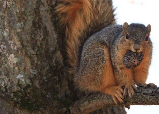 Illinois Tree Squirrels Entice Workshop Kendall County Forest Preserve District Hoover Forest 