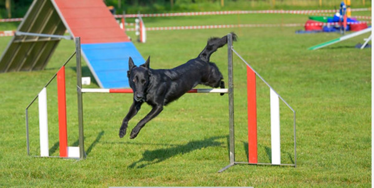 Agility Intensiv Seminar mit Christian und Corinne Fryand Schaub