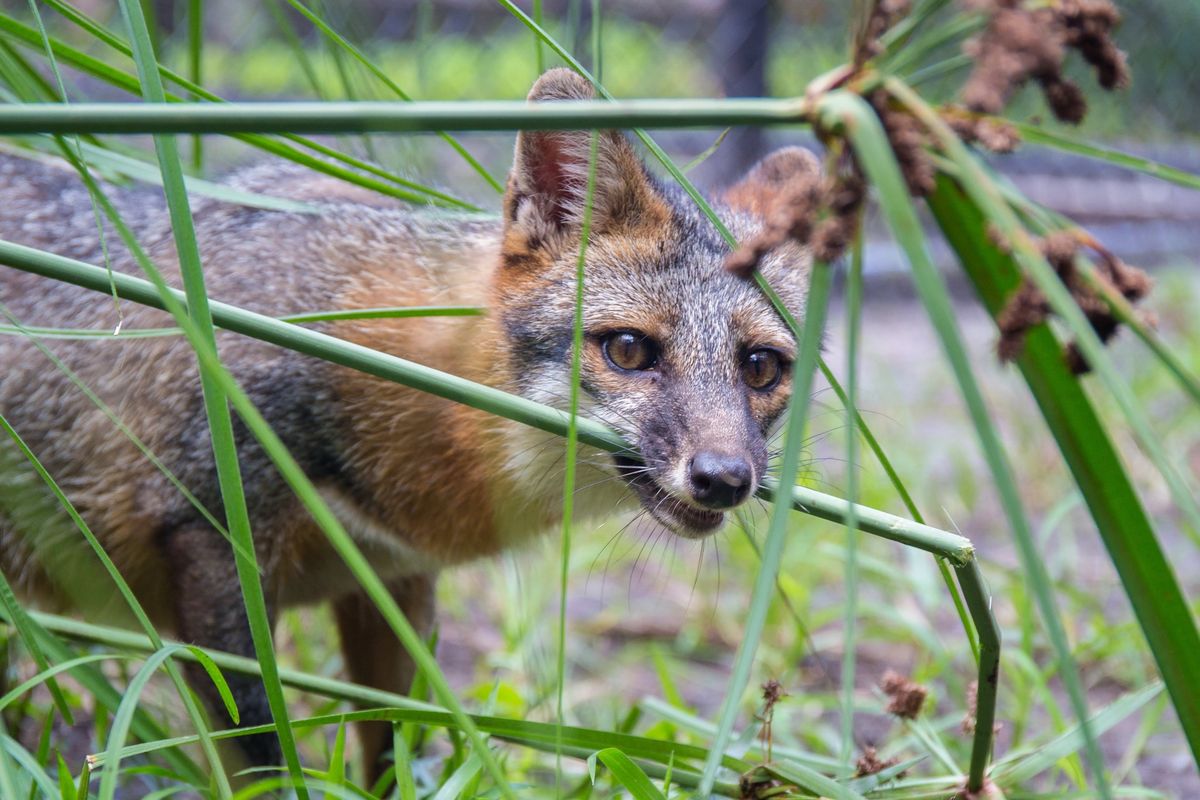 Coexisting with Florida Wildlife Lecture