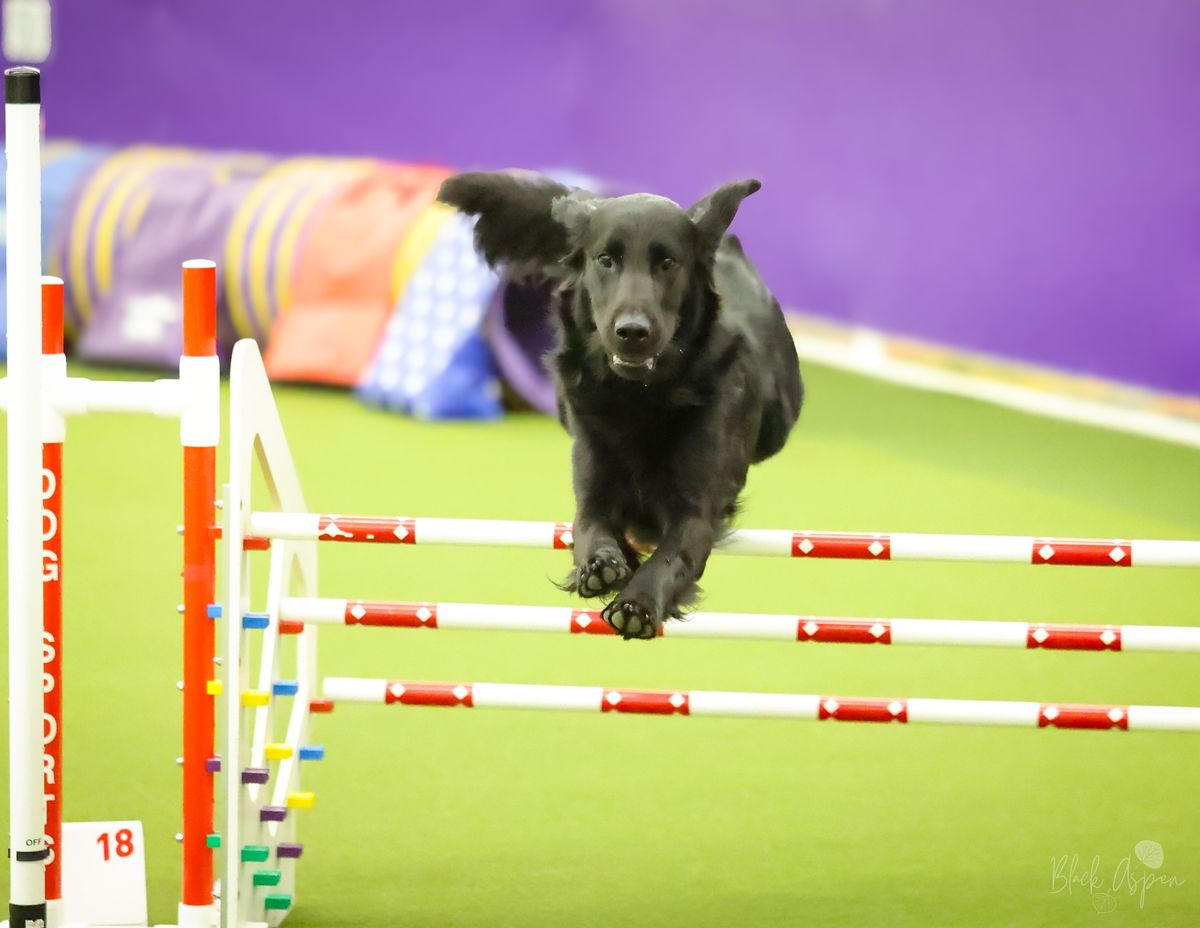 MKC Agility Trial - Pinnacle Dog Sports - Westlake