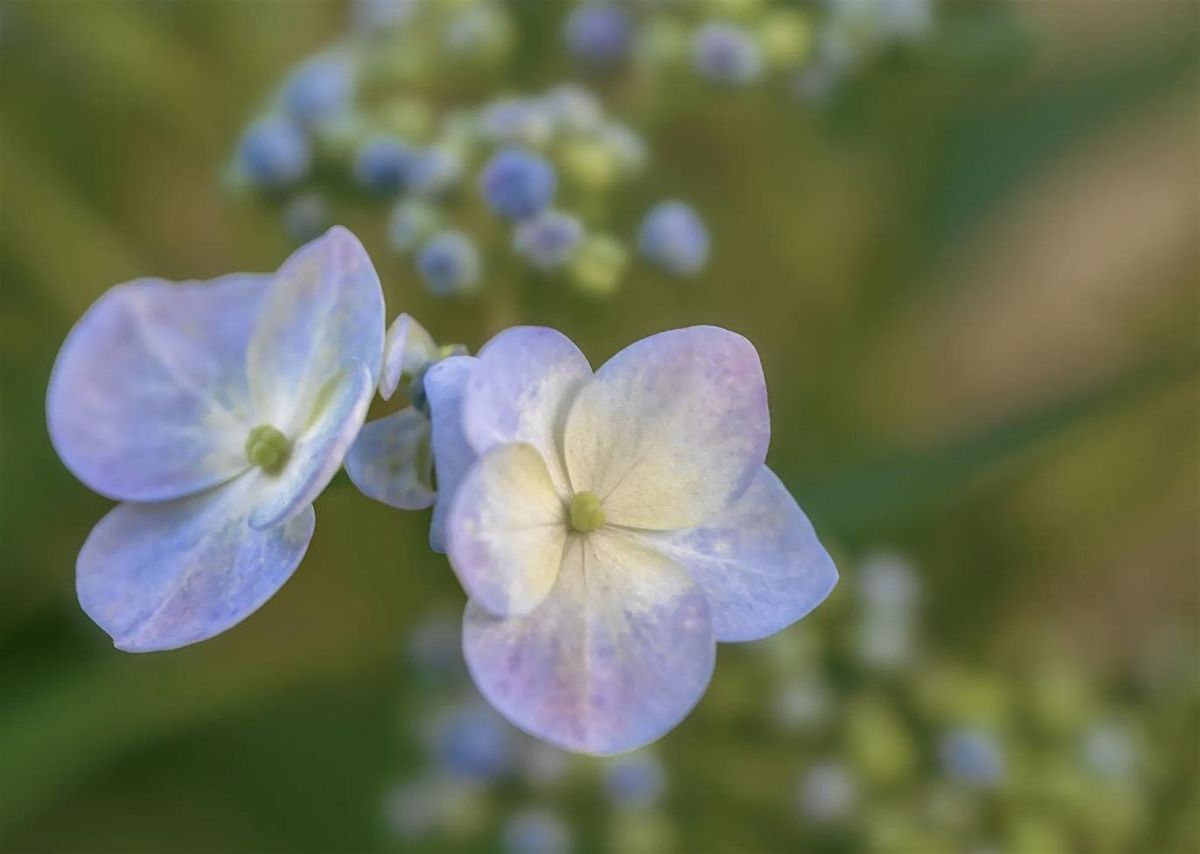 The Art of Flower Photography Workshop - Capture Nature in Full Bloom