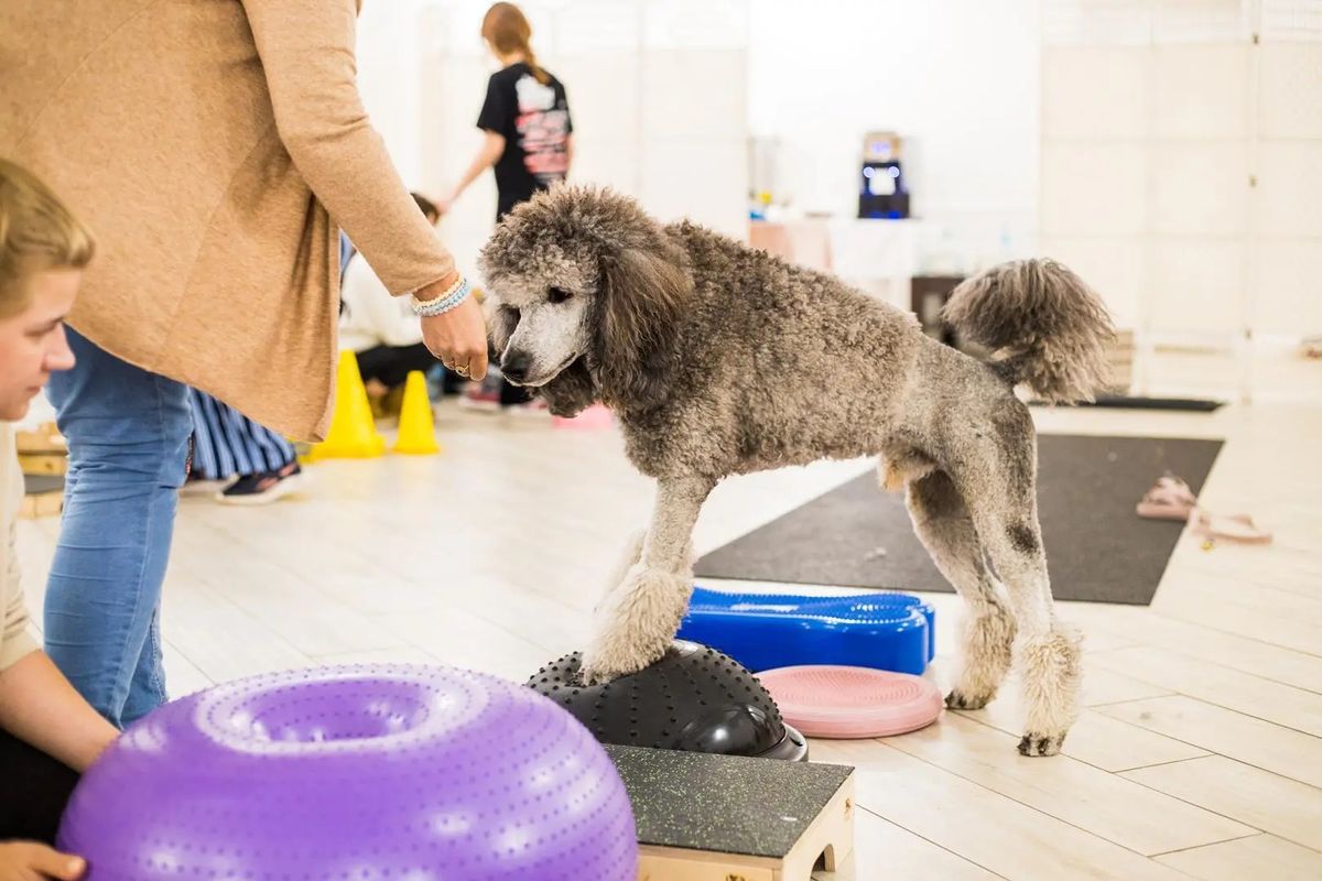 Warsztaty Praktyczne DogFitness \u2013 Rozgrzewka i Cool Down w psim treningu - KRAK\u00d3W