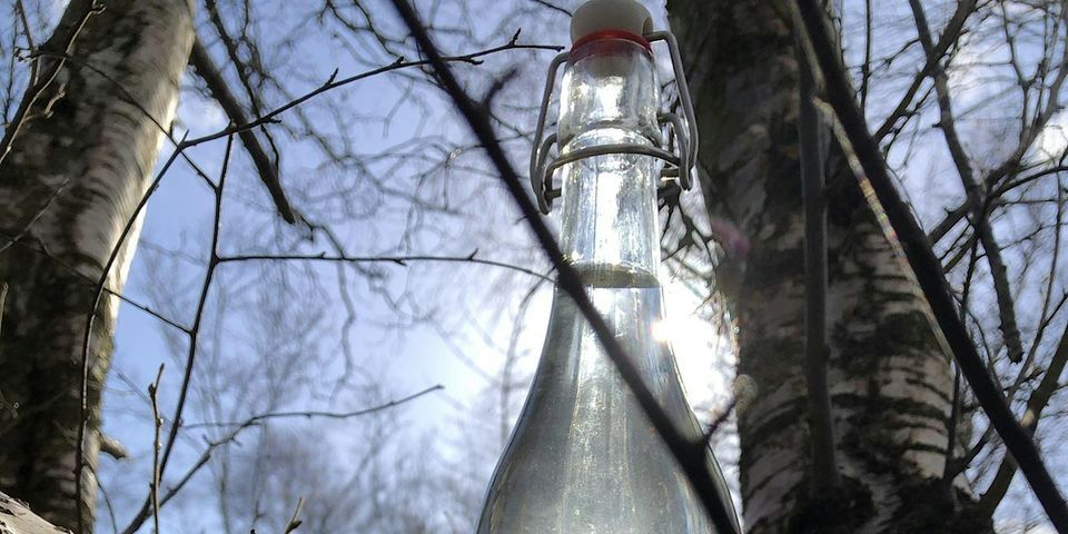 Birch Sap Tap