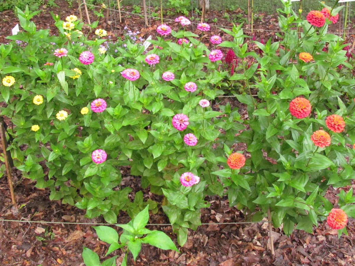 Book Club with the Master Gardeners of Davidson County