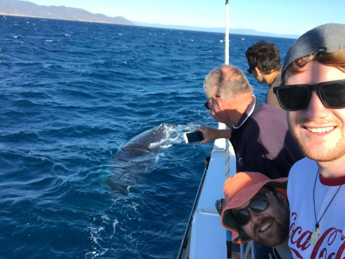 SUNDAYs AM - Whale Watching and Wildlife Cruise