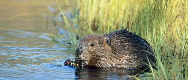 Busy Beavers: Using Low-tech Stream Restoration Techniques to Restore Riparian Areas