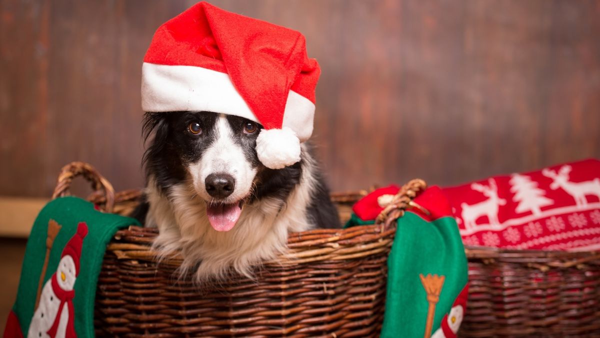 Santa Paws: Pet & Family Holiday Photos (Day 1)