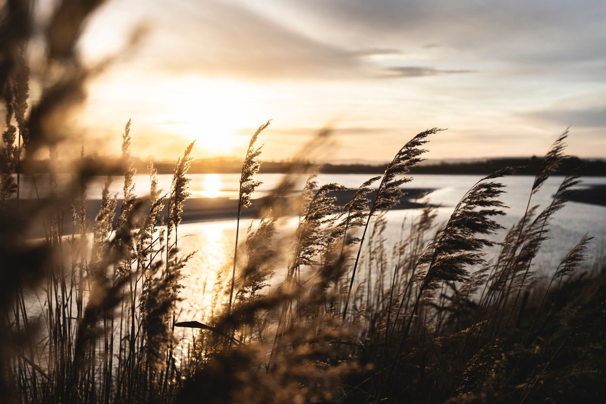 Wetland wakeup