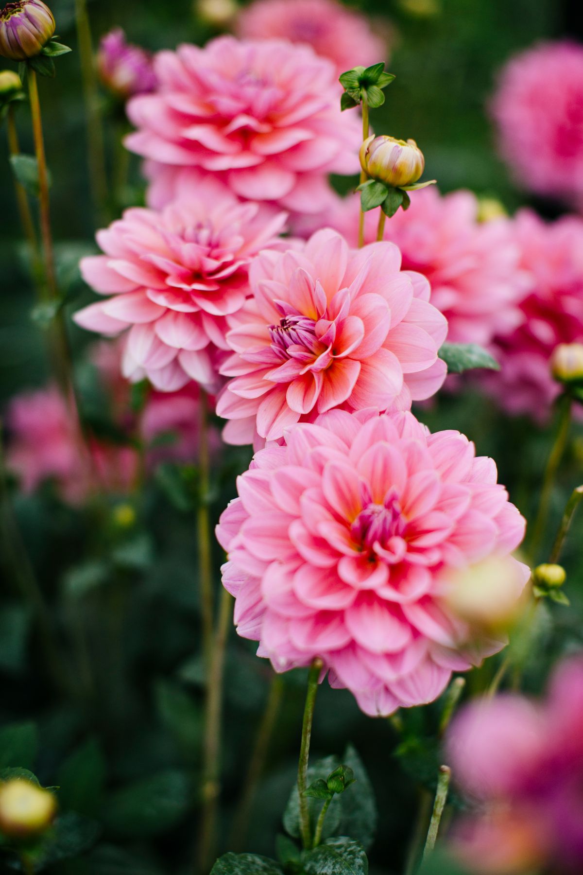 Ticketed Dahlia Tuber Sale at Jenny Creek Flowers