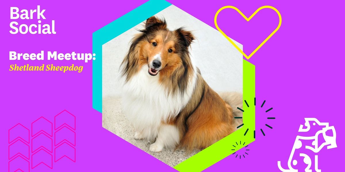 Breed Meetup: Shetland Sheepdog!