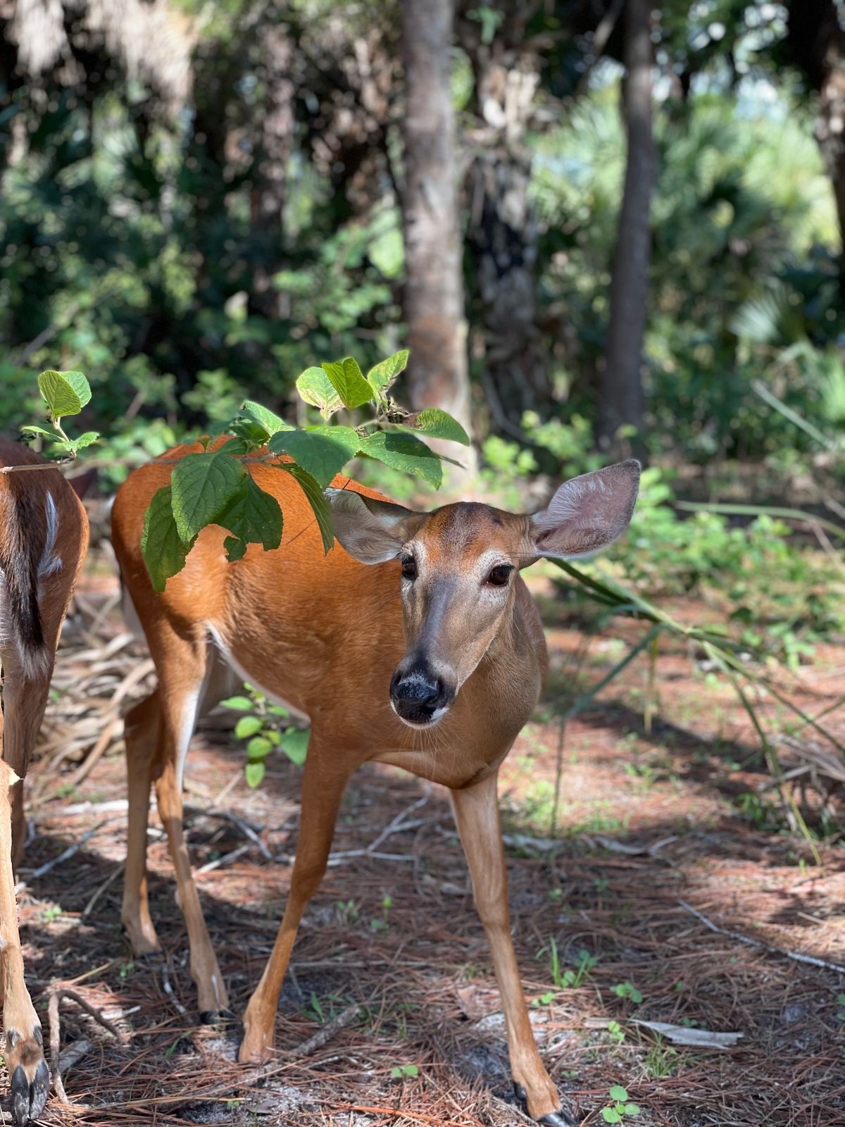 ONC Holiday Cheers for Deer