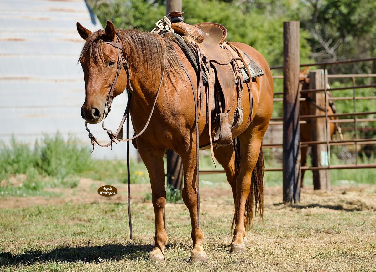 Billings Livestock Horse Sale