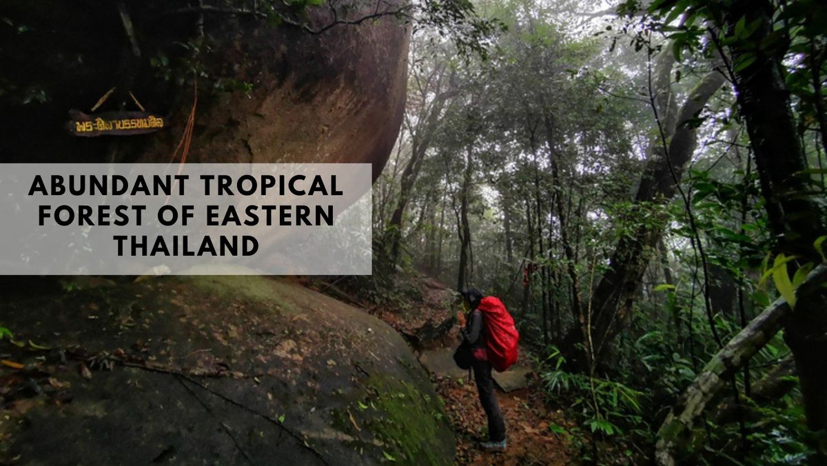 Abundant Tropical Forest of Eastern Thailand