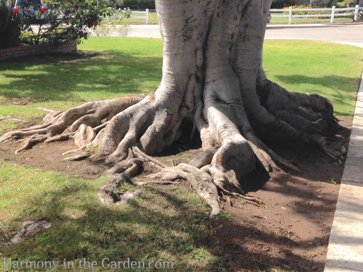 Harmony Around The Tree