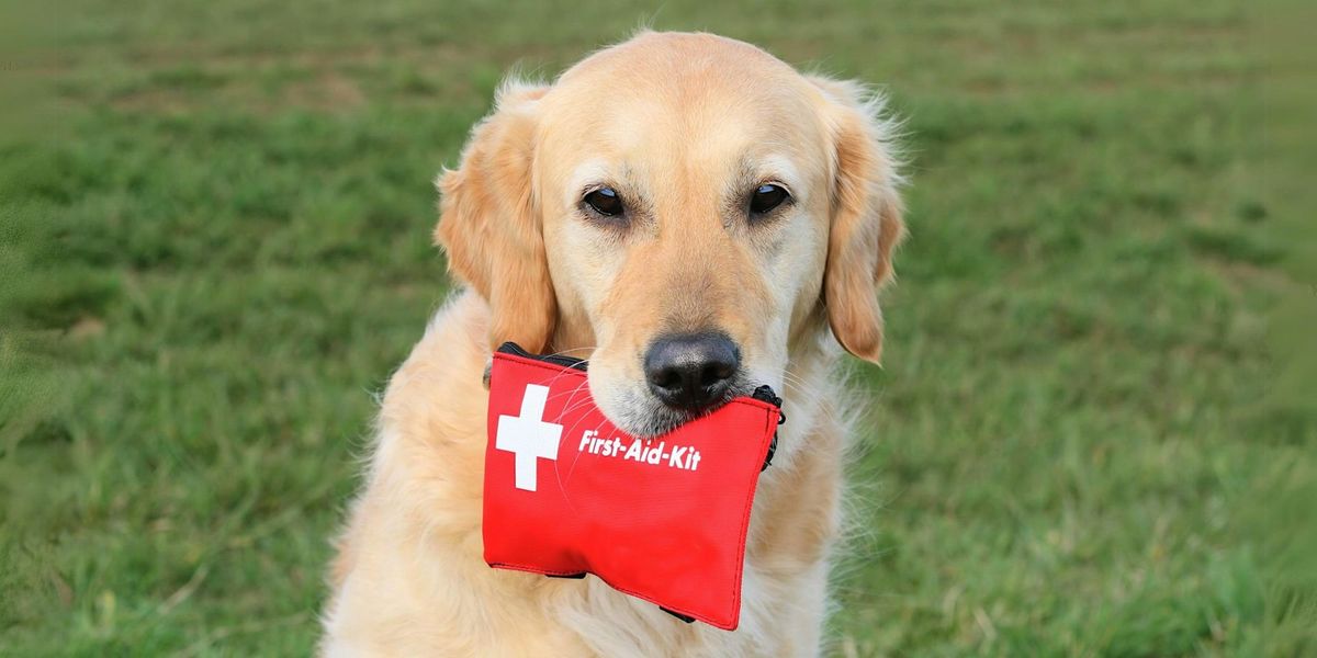 Hello Spring! Basic Animal First Aid - Thirroul Library