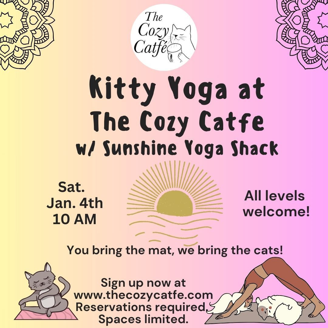 Yoga with kitties!