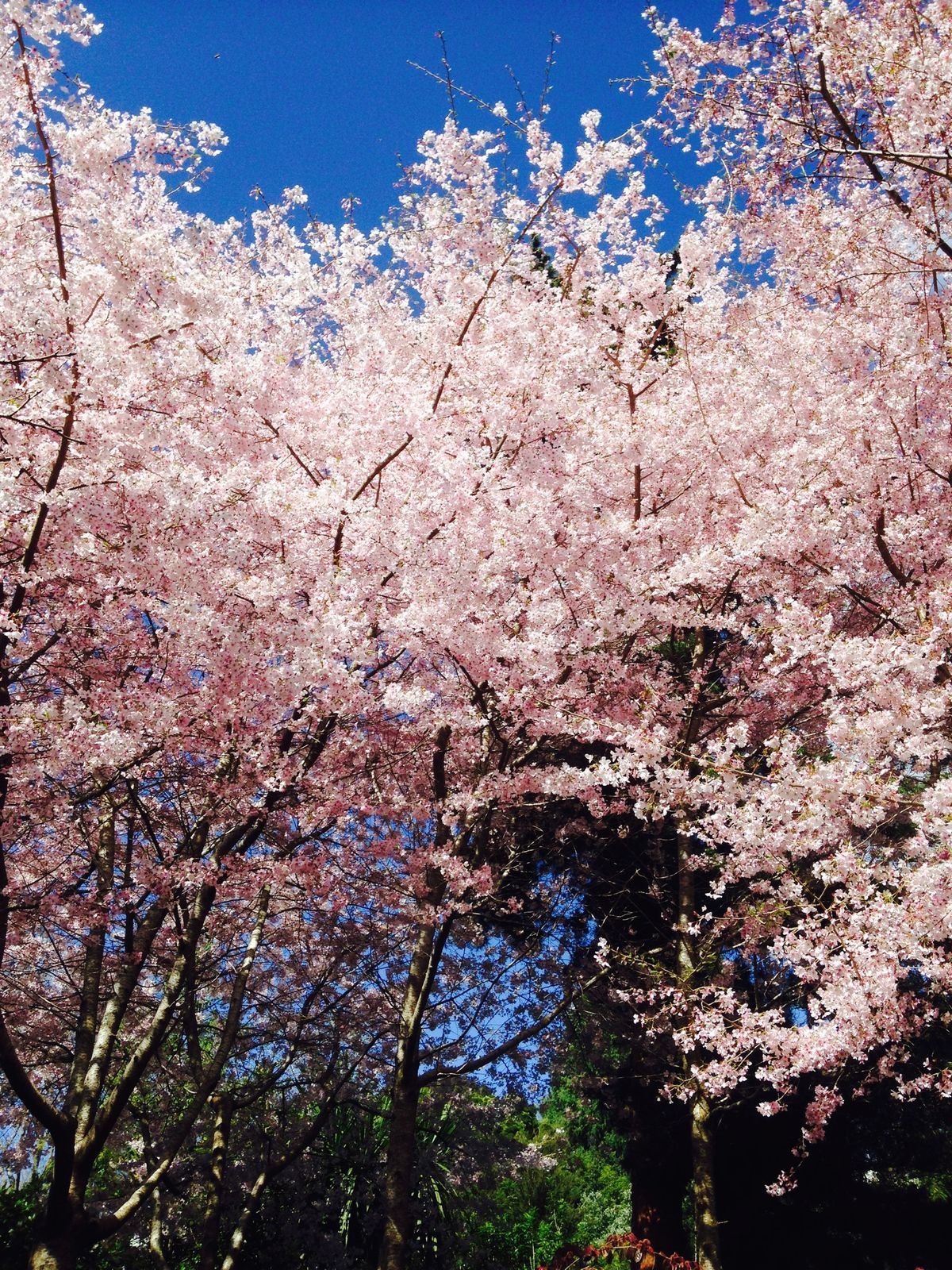 "Hanami" Cherry Blossom Festival - A Taste of Japanese Culture