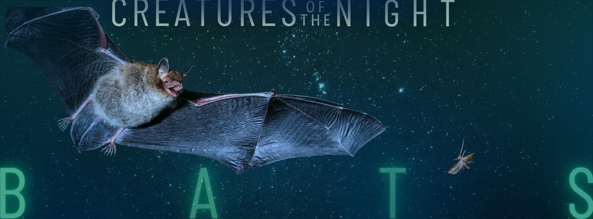 Creatures of the Night: Bats