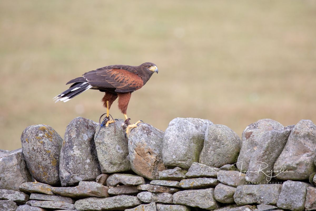 Hawk & Hound Photography Experience Day in Teesdale, County Durham