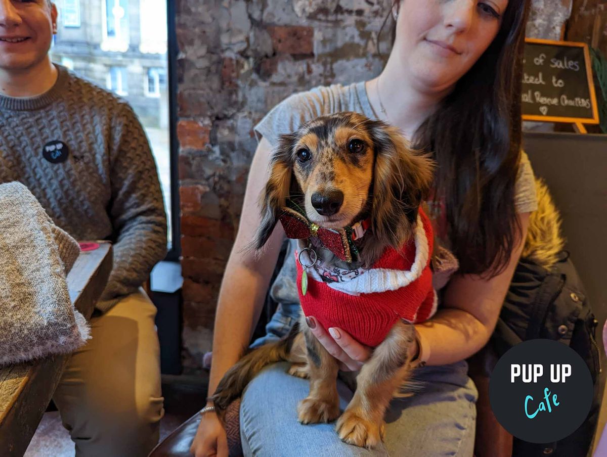  Milton Keynes - Dashing Dachshund Christmas Tour \ud83c\udf84