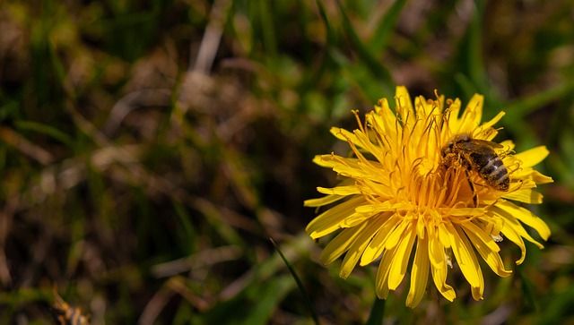  Rhode Island\u2019s Native Bees: Best Gardening Practices for Pollinators