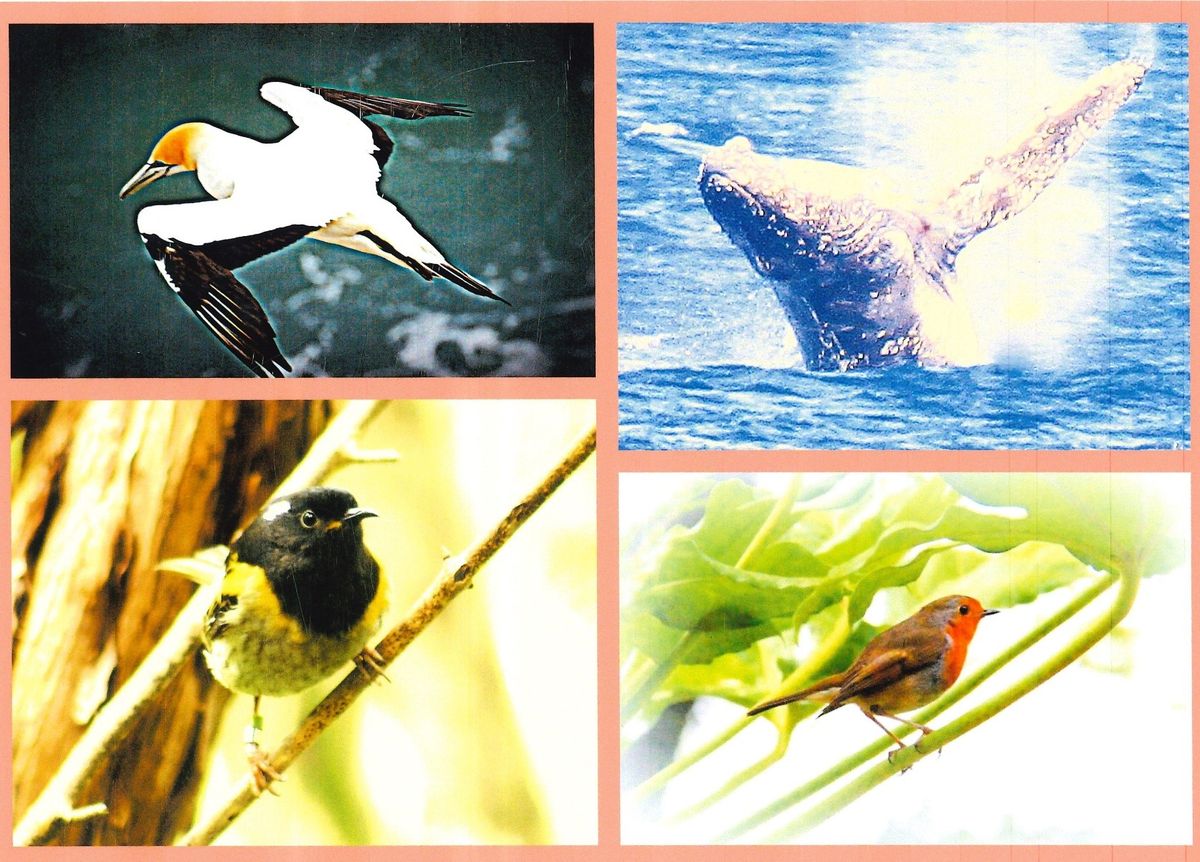 Tea & Topics May 2024 - Wildlife Photography