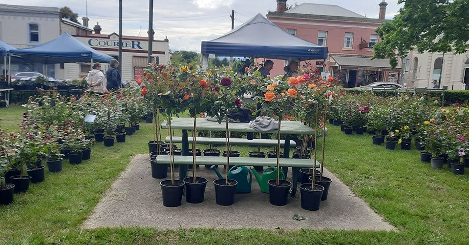 Plants Direct Tas at Longford Blooms