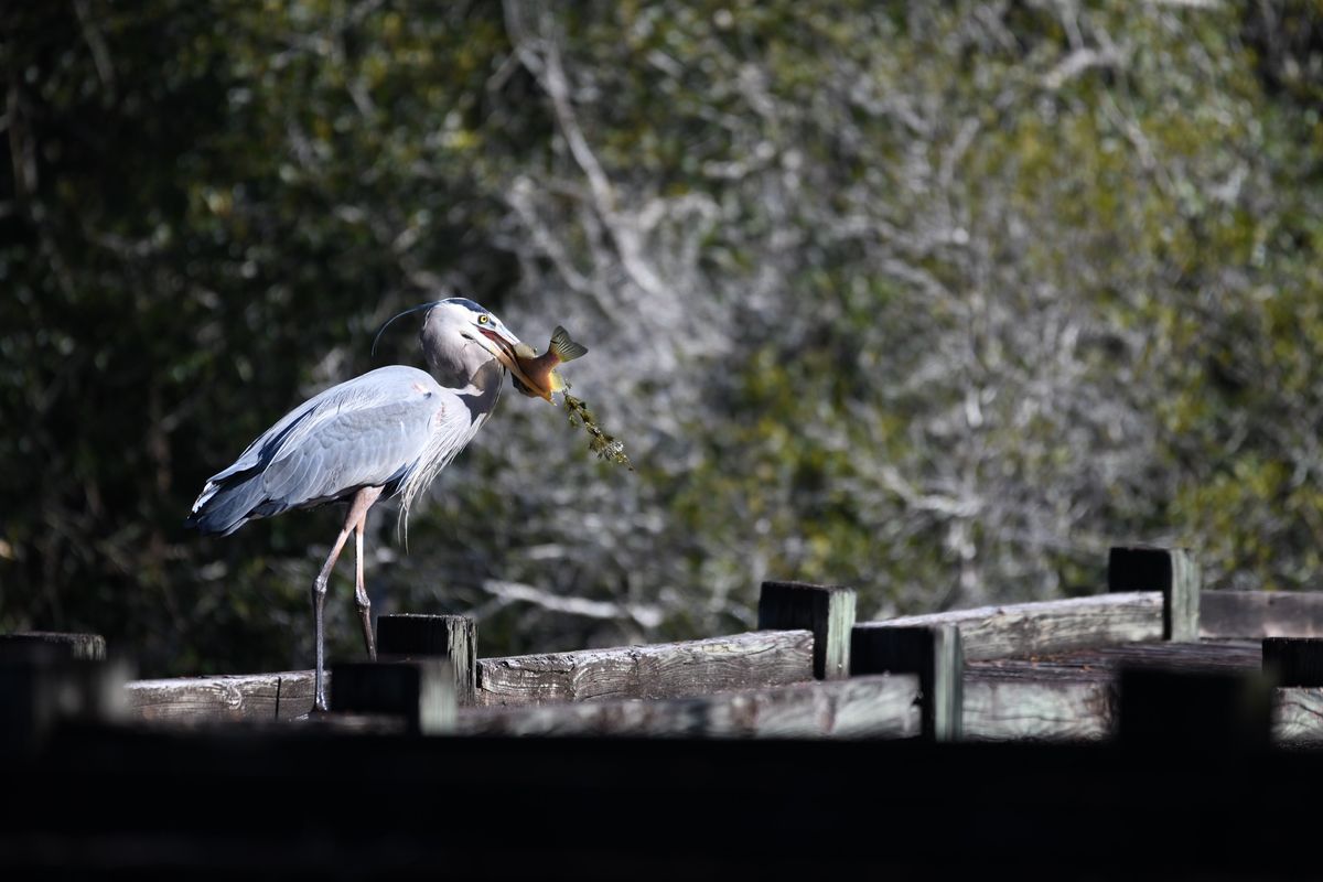 Guided Bird Walk