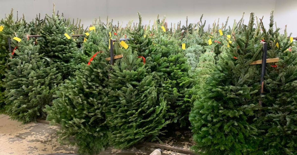 Kiwanis Christmas Tree Sale