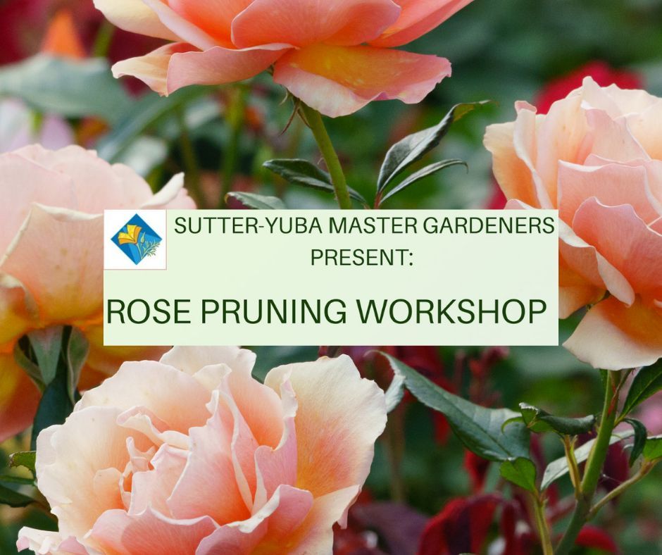 Rose Pruning Workshop