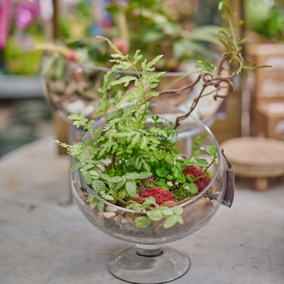 Terrarium Workshop