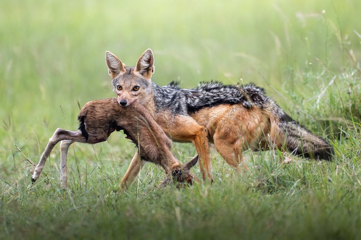 Grib chancen - Wildlife fotografi med Mads Hagen, Ole Ekelund og Safari Eksperten. 