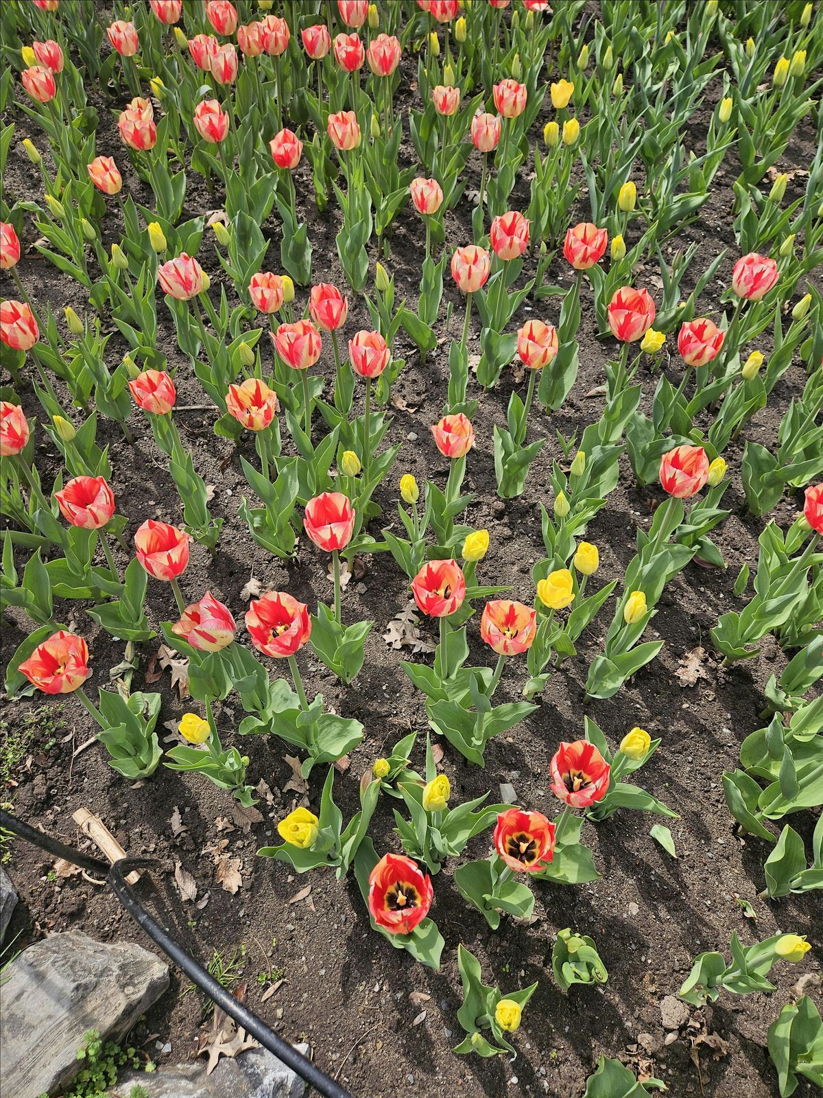 Sketch with me- tulips