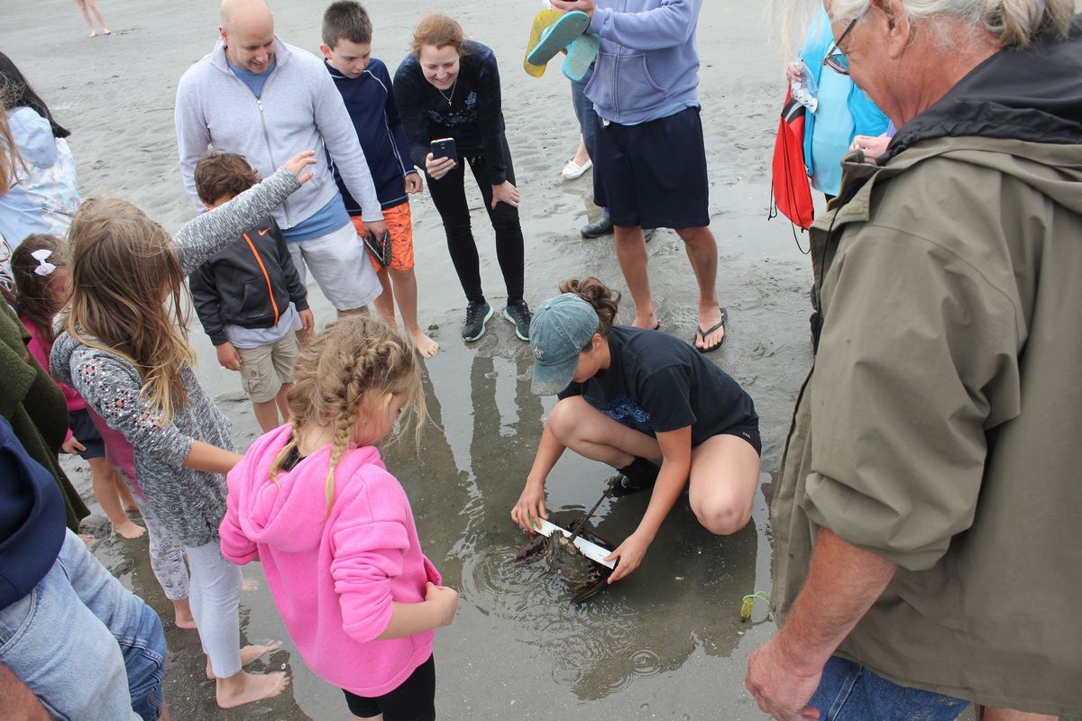 Moved to Friday @ 5:30! OAK (Outdoor Adventure Kids) - Horseshoe Crab Tagging