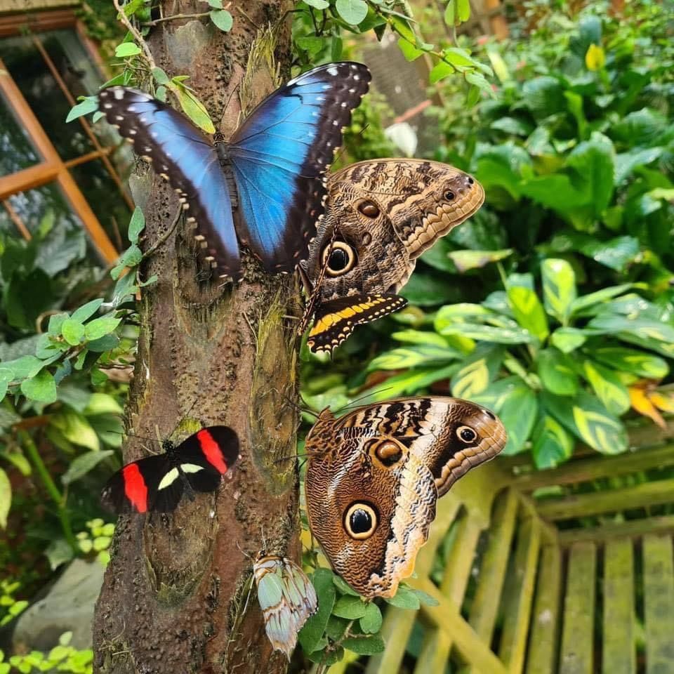 Coach trip to The Tropical Butterfly House Anston  