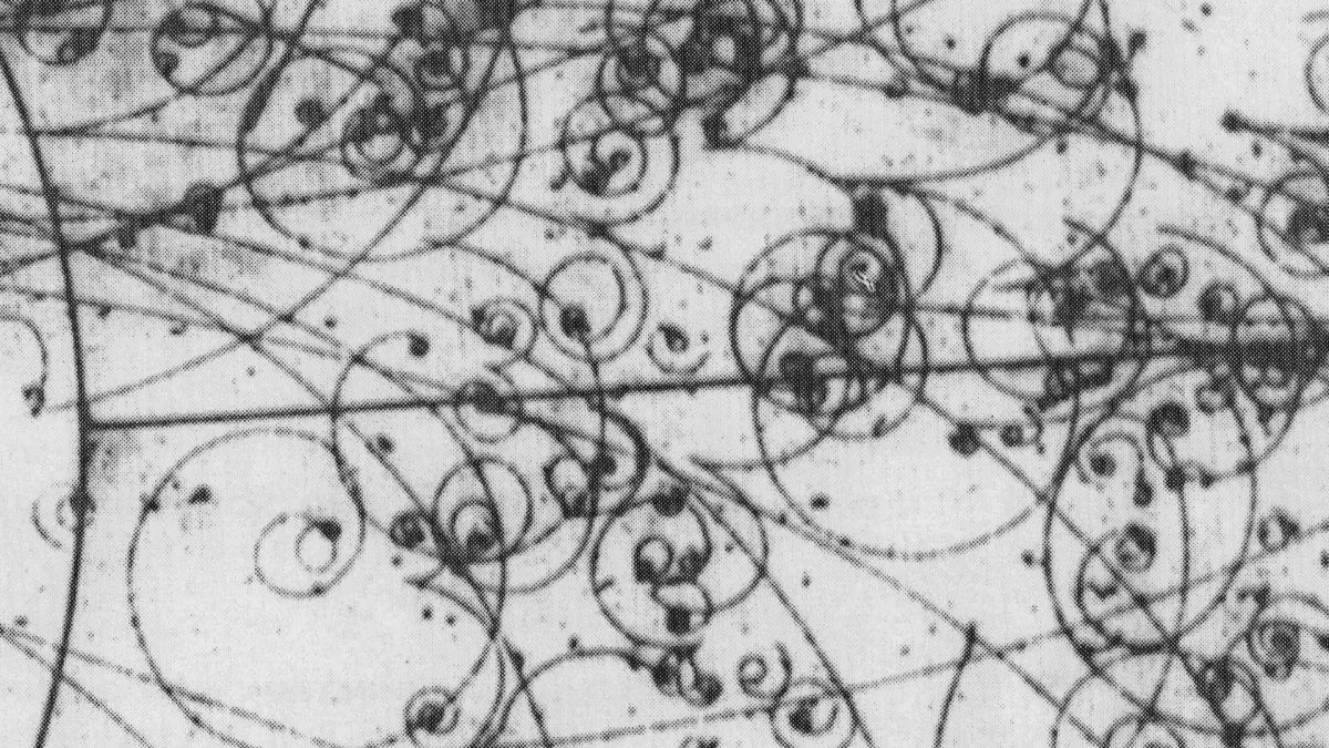 Alison's Halo, Tanukichan in Lakewood