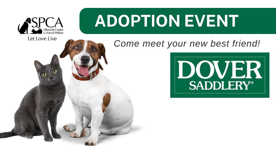 Adoptions at Dover Saddlery