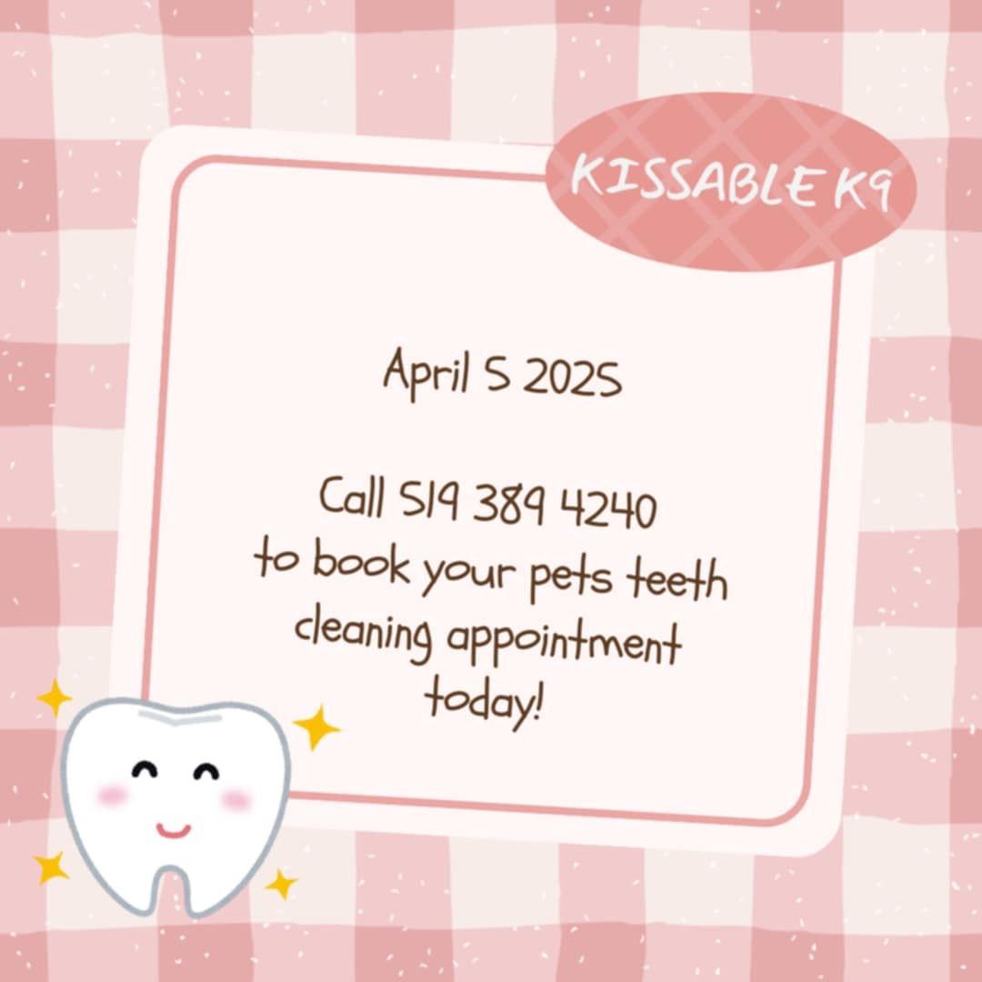 Kissable K9 Care Teeth Cleaning 