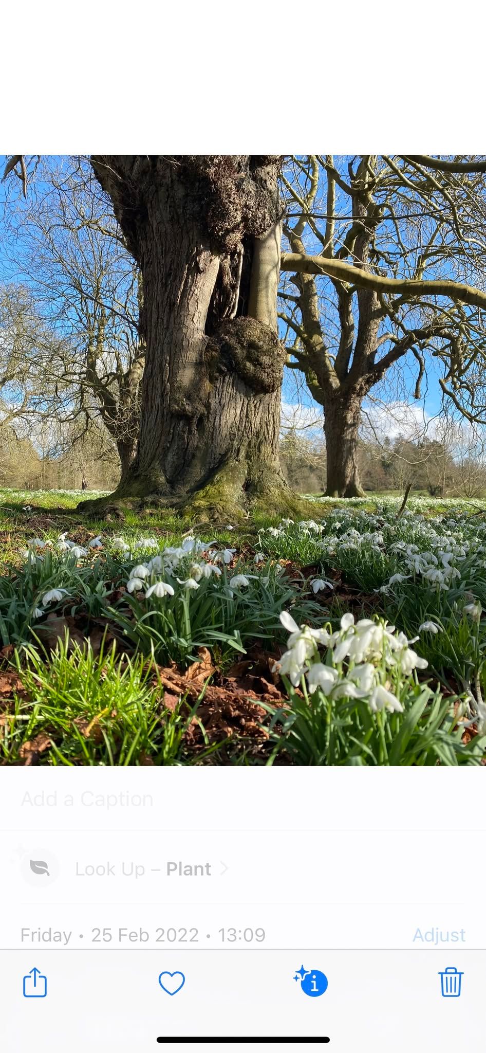 Snowdrops At Sotterley