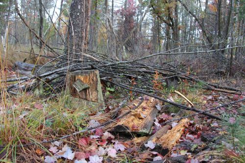 Deadwood: A Source of Life