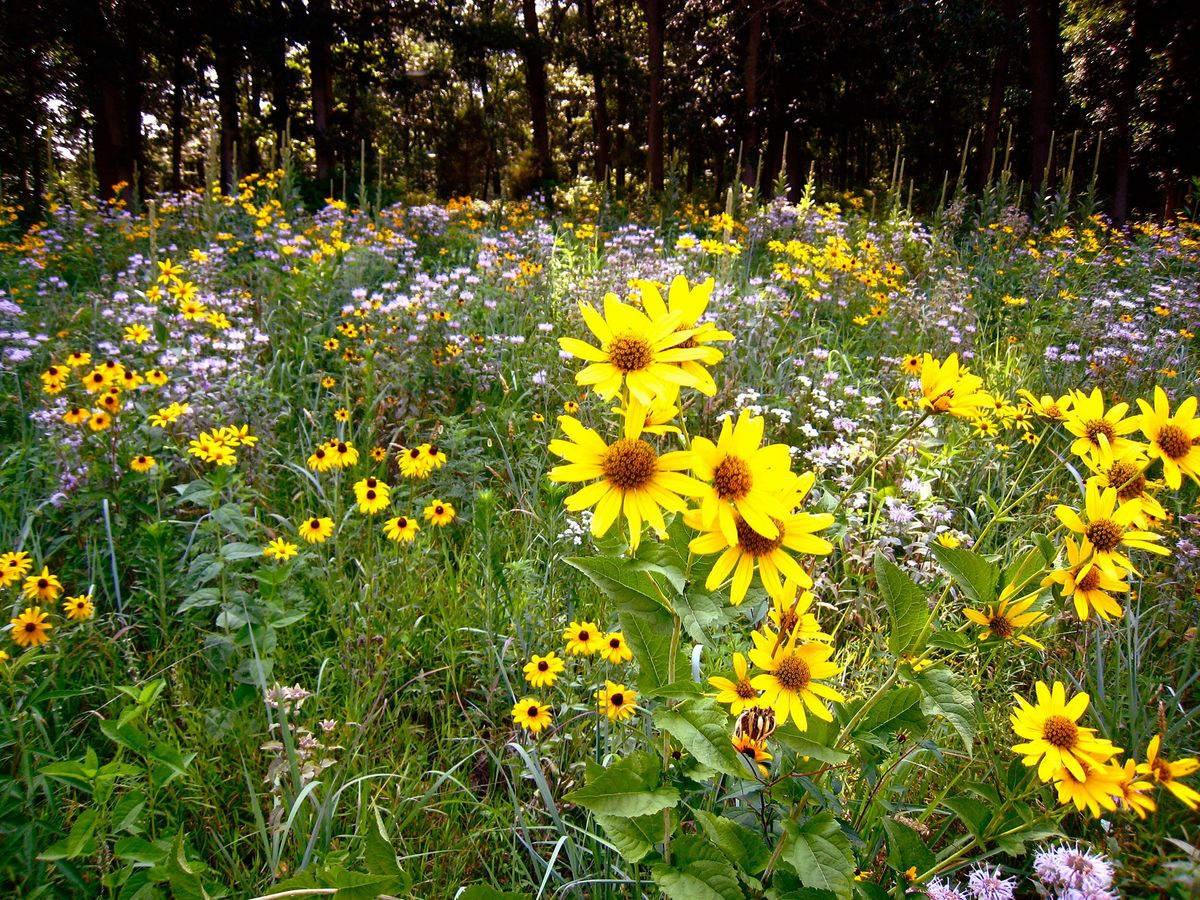 Bull Valley Garden Club Annual Plant Sale