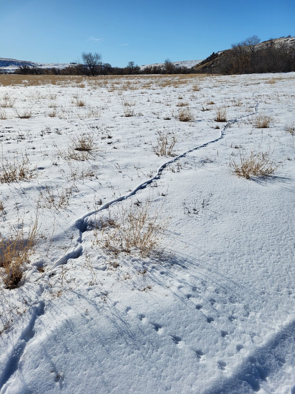 Animal tracking workshop