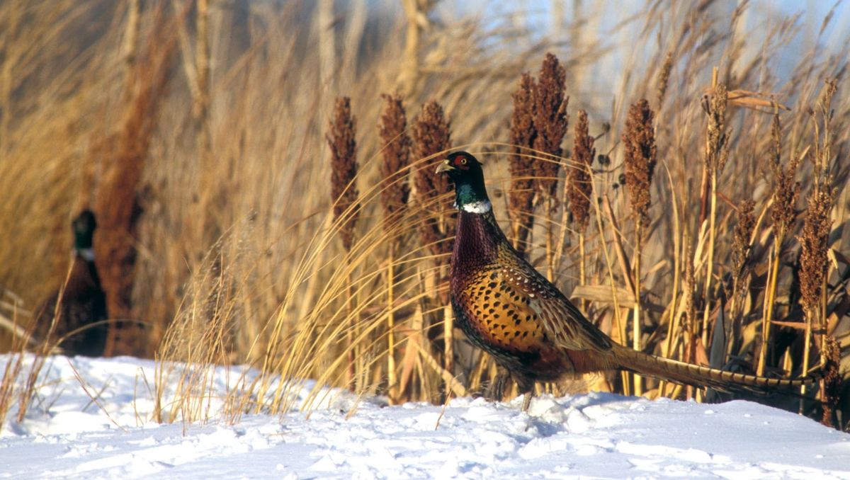 39th Annual Jackson County Pheasants Forever Banquet 