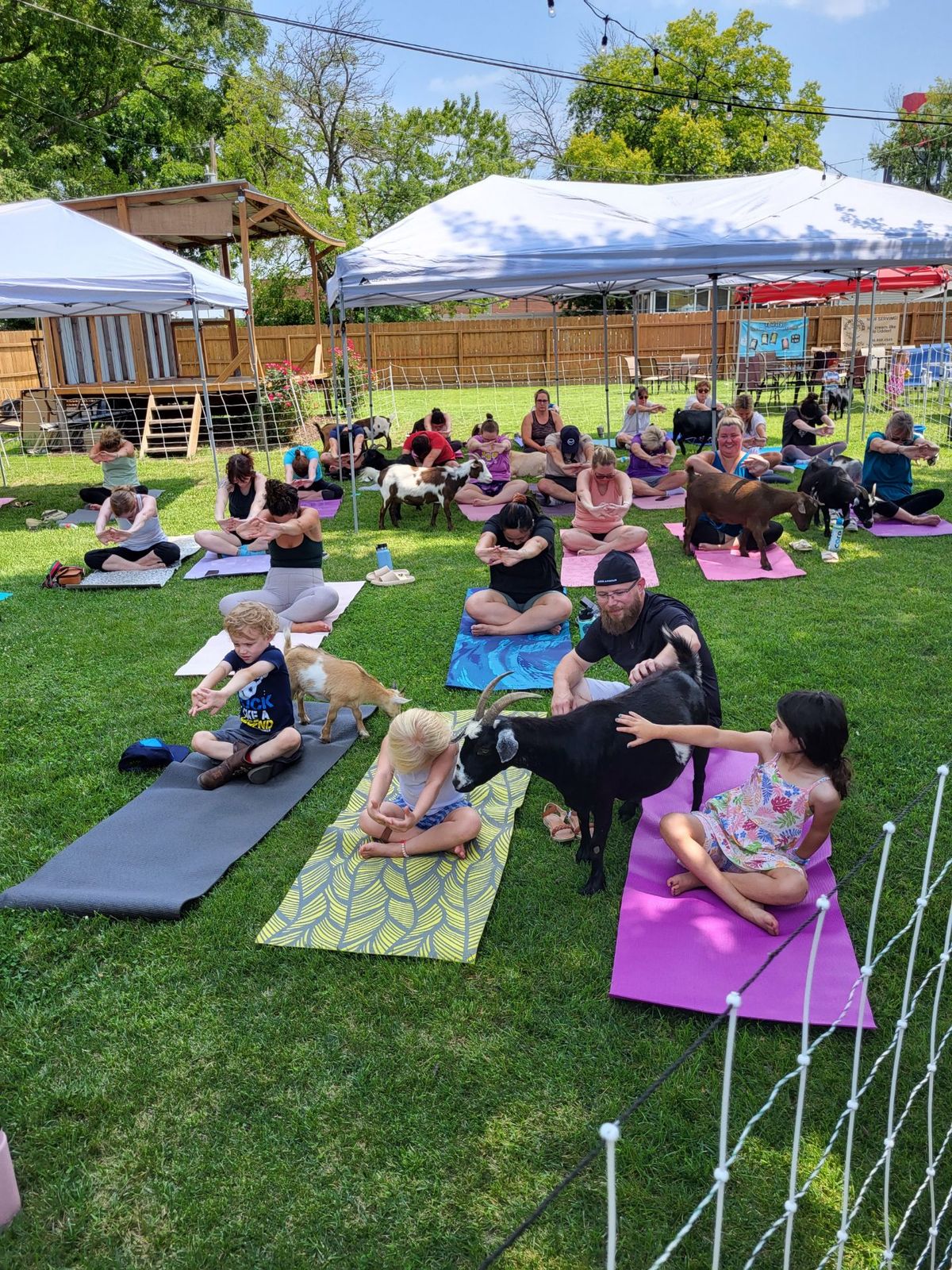 Goat Yoga at 311 Wine House & Beer Garden - St. Peters, MO